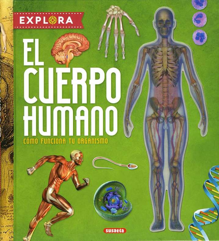 Fichas El Cuerpo Humano Cuerpo Humano El Cuerpo Humano Infantil Porn